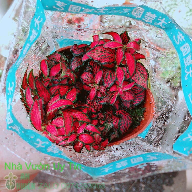 Cây cẩm nhung