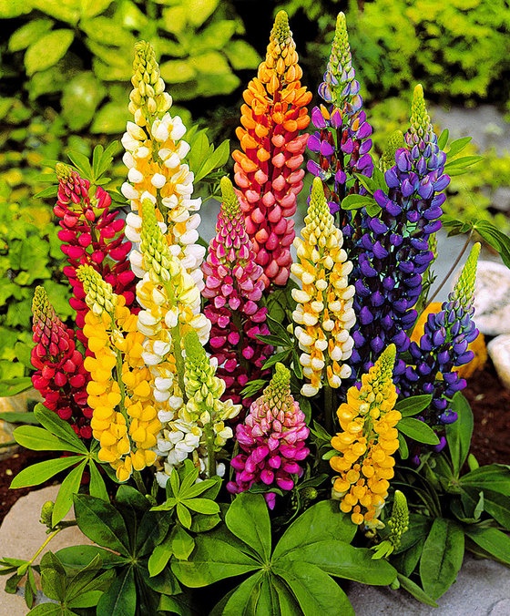 Hạt giống hoa đậu lupin mix màu gói 50 hạt