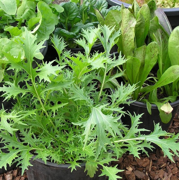 Hạt Giống Rau Thơm Wild Rocket 1gram
