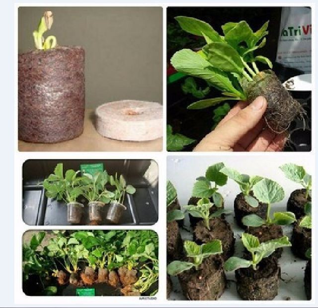 COMBO 20 viên nén ươm hạt - viên nén xơ dừa - VTNT