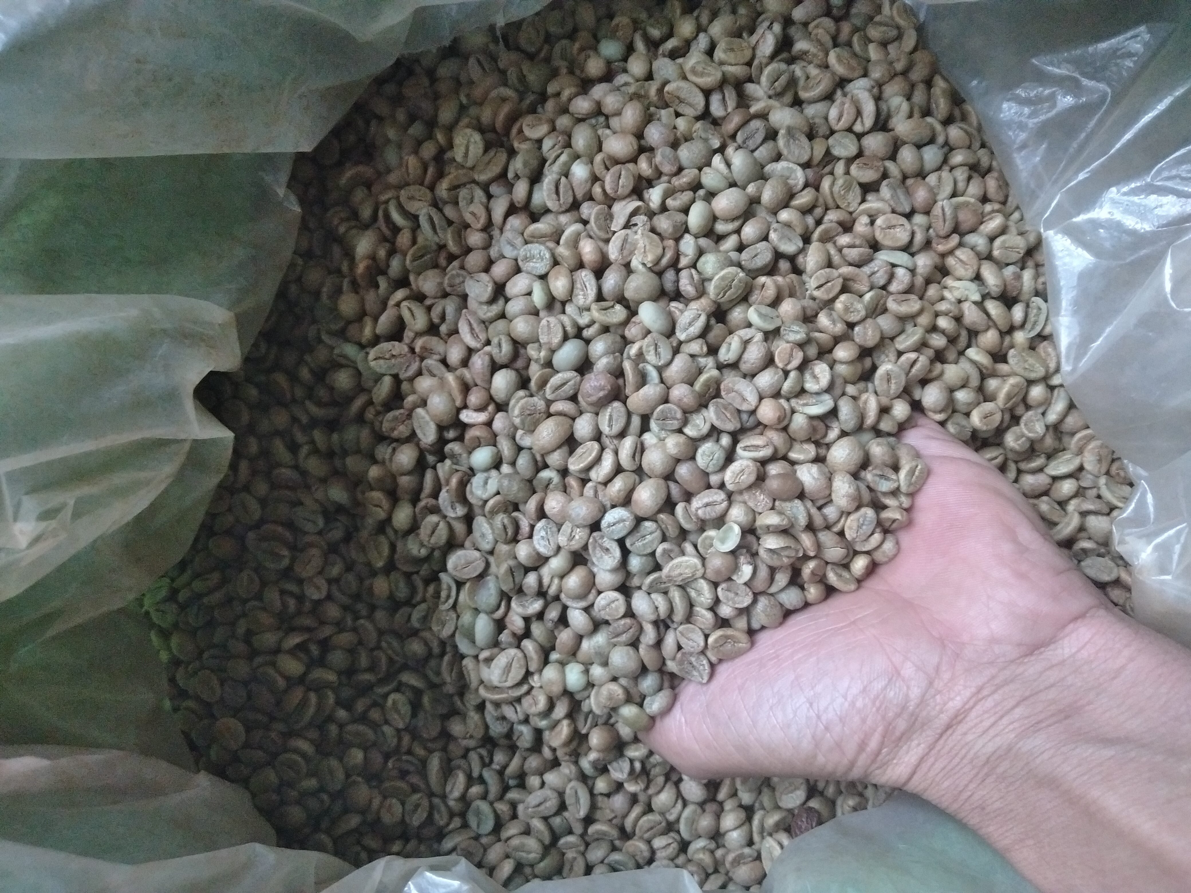 Nhân Xanh Cafe Robusta Honey