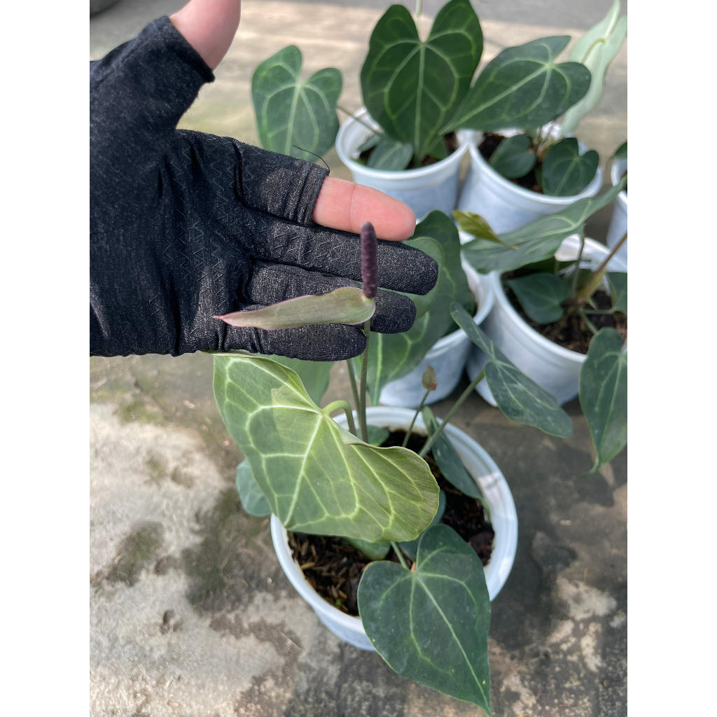 Chậu cây Hồng môn Anthurium Crystallinum