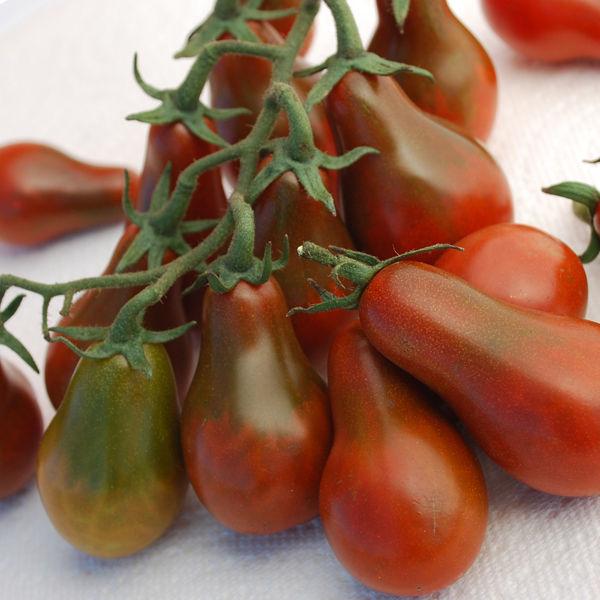 [Mới] - Hạt giống cà chua bi hồ lô sôcôla  giá rẻ