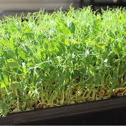 Hạt giống Mầm Đậu Hà Lan Gói 50gr