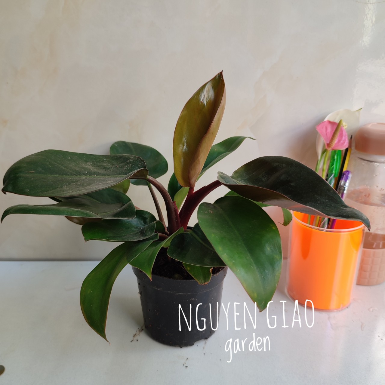 Cây trầu bà đế vương đỏ chậu nhựa