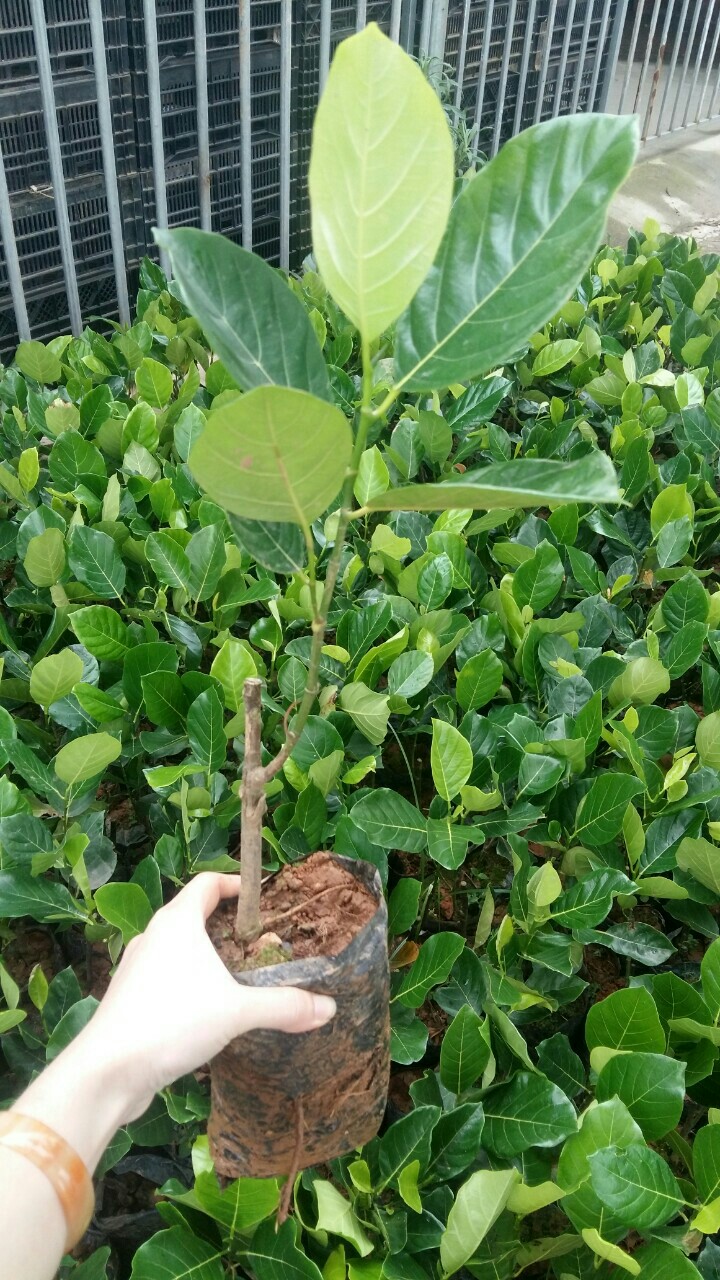 CÂY GIỐNG MÍT THÁI SIÊU SỚM CHANGAI