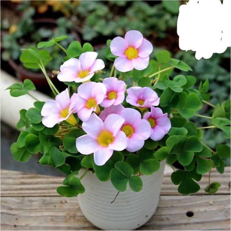 CỦ HOA OXALIS(CHỈ 100K/20CỦ)