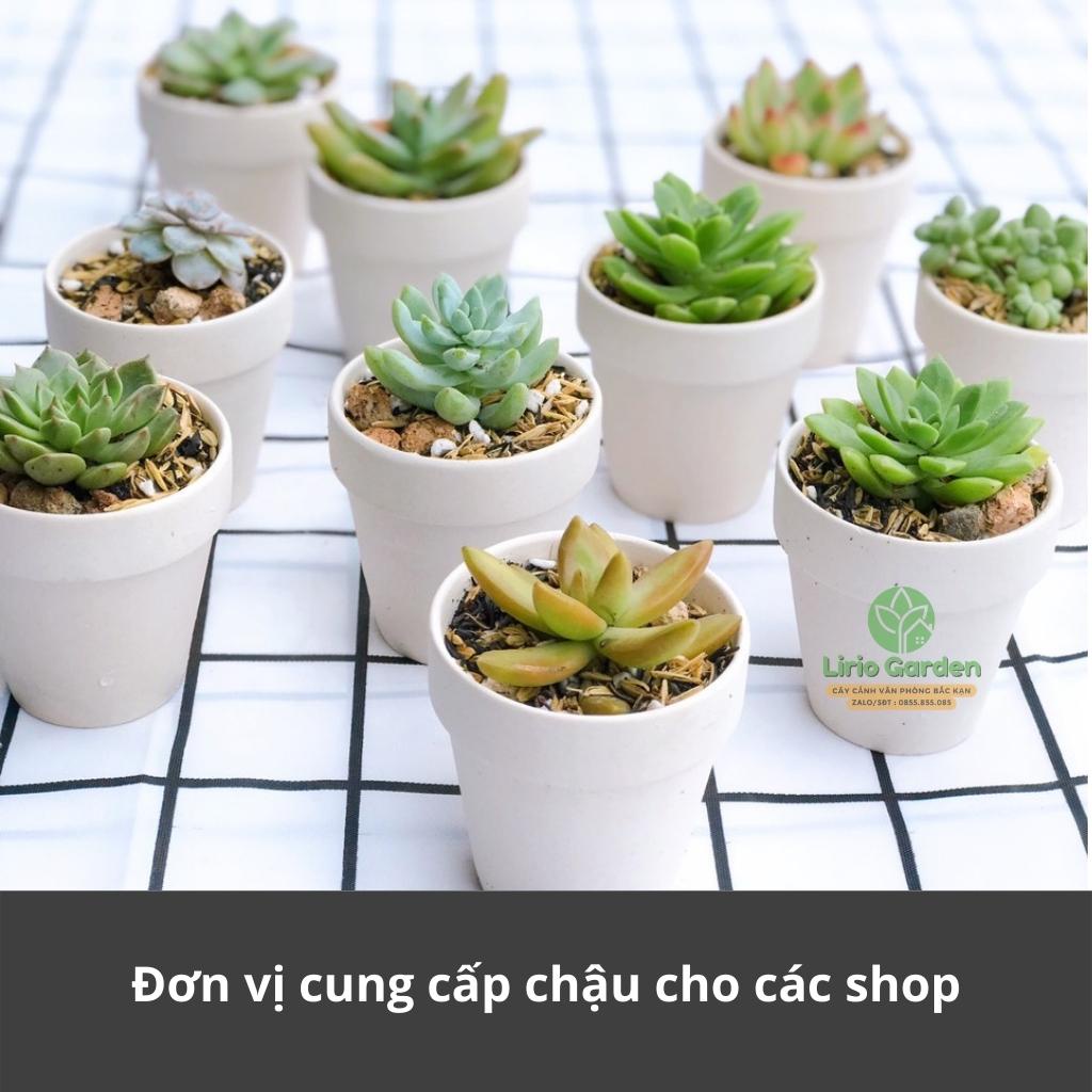 combo 10 cây sen đá kèm 10 chậu đất nung [ gửi cây ngẫu nhiên ]