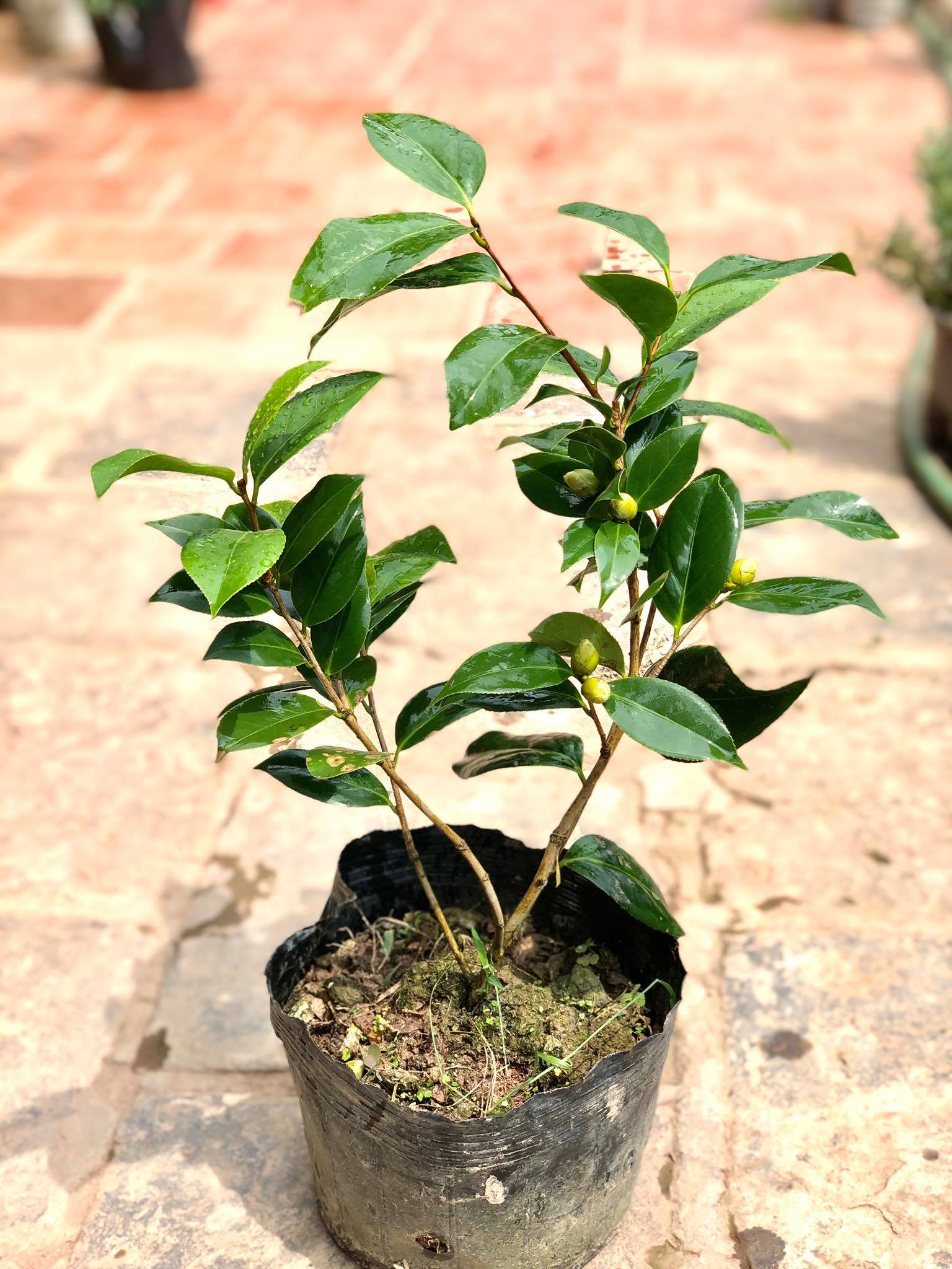 Cây hoa trà my đang nụ hoa  (ảnh thật)-cao 50cm