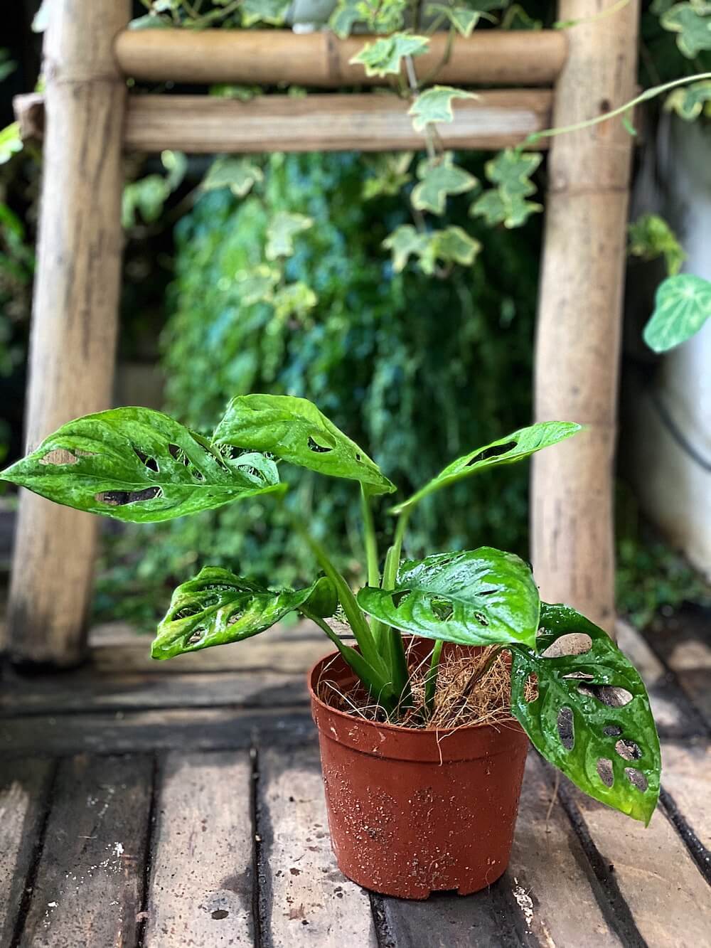 Cây Monstera adansonii Five Holes (Trầu Bà Lỗ, Quái Vật Lỗ) chậu nhựa