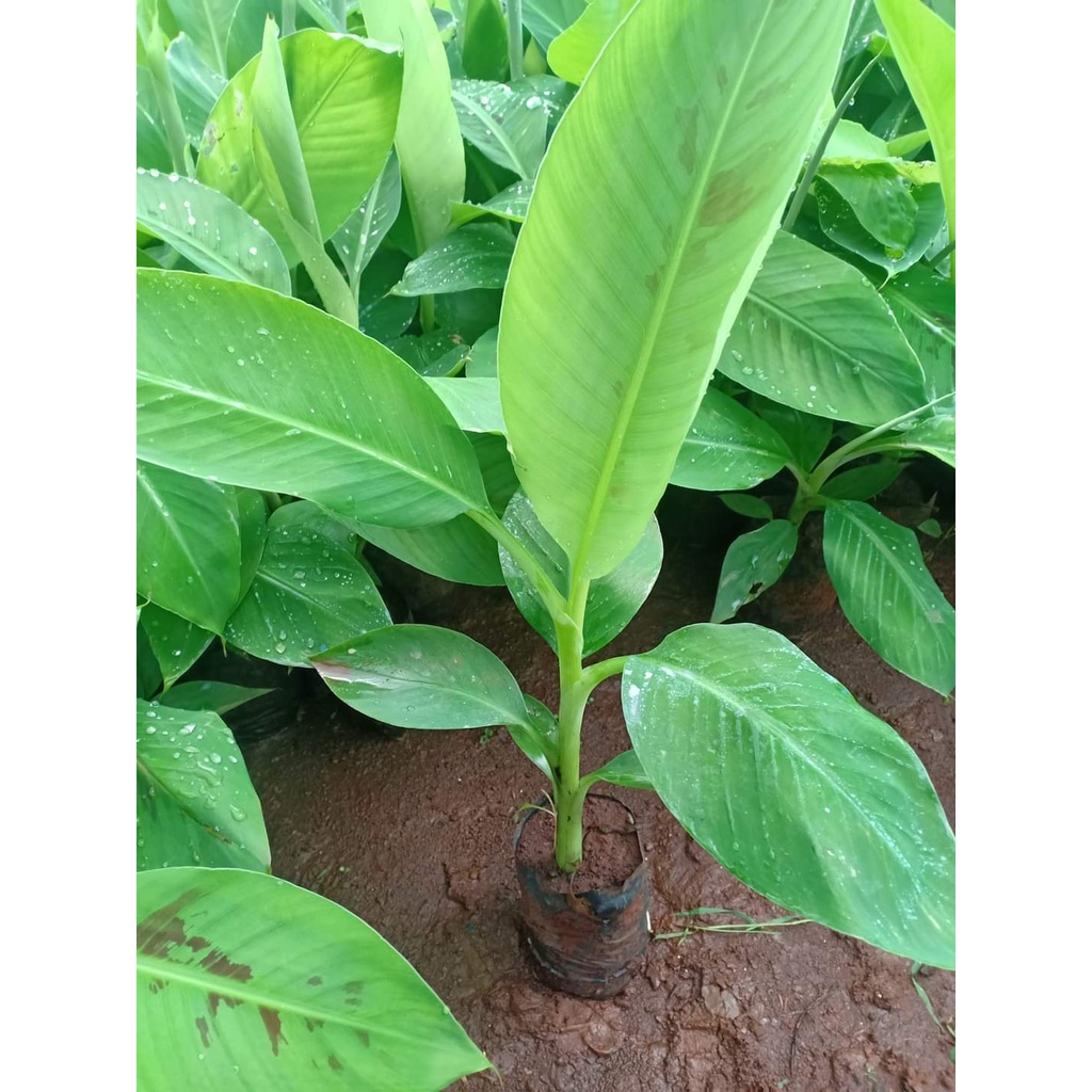 Cây giống chuối tá quạ cấy mô (chuẩn giồng cây trồng)