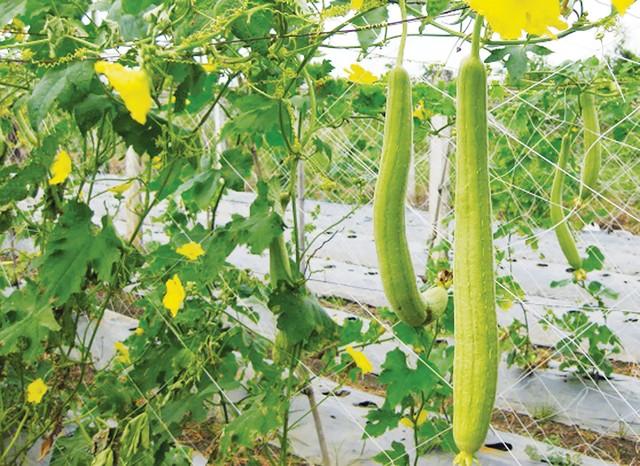 GÓI 5 HẠT GIỐNG MƯỚP HƯƠNG TA