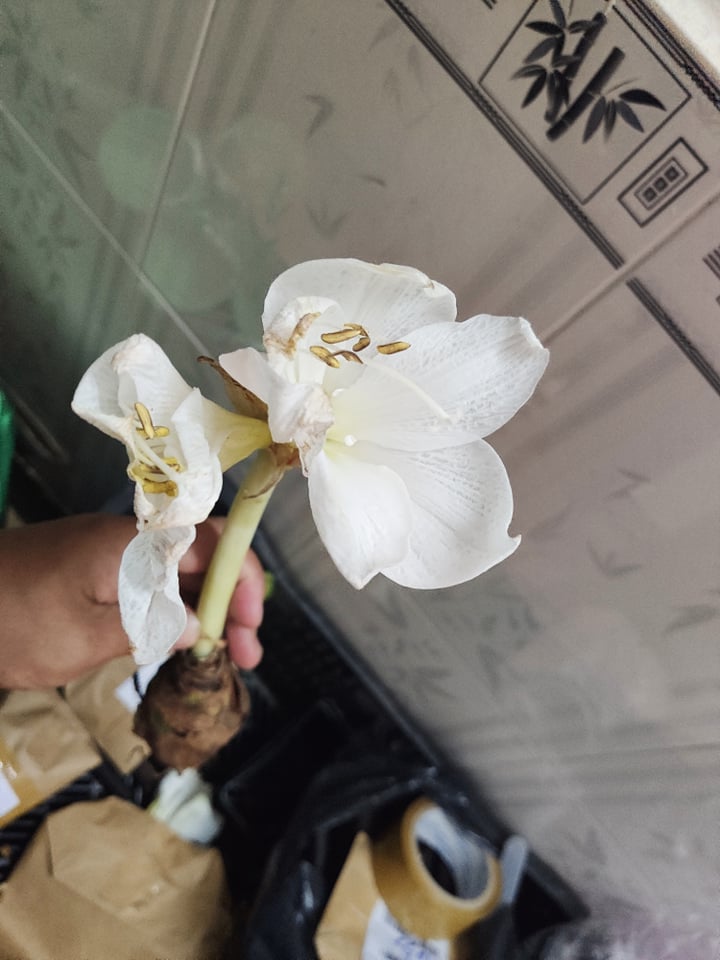 [HCM]củ hoa Huệ tây to đẹp màu mix