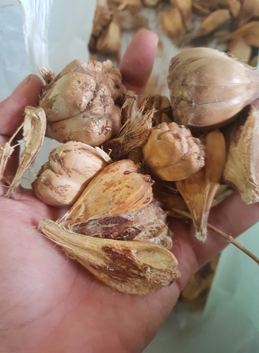 1kg Quả dứa rừng - Quả dứa dại