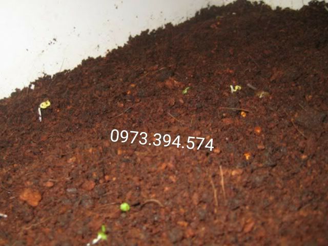 Đất Trồng Cây Tribat Thủy Cam (1kg tách từ bao 10kg)