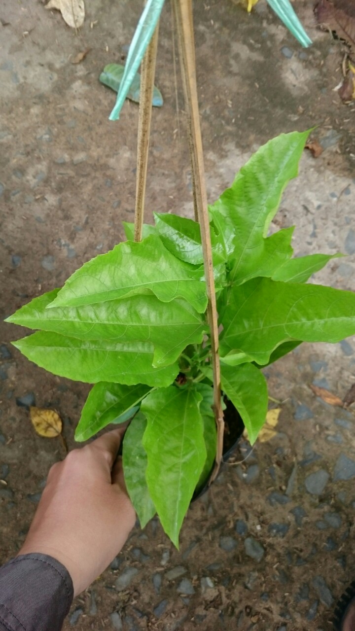 Chanh dây tím ( chanh leo )