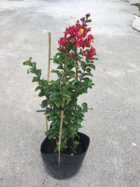Tường Vi ... đỏ đậm
