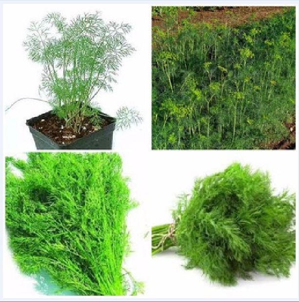 Combo 9 gói hạt giống rau thơm dễ trồng