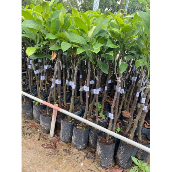 cây mít tố nữ mau trái