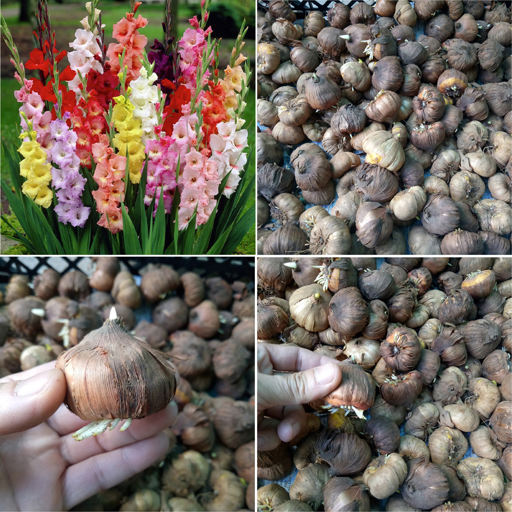 Combo 20 củ giống hoa lay ơn mix  - đỏ và vàng