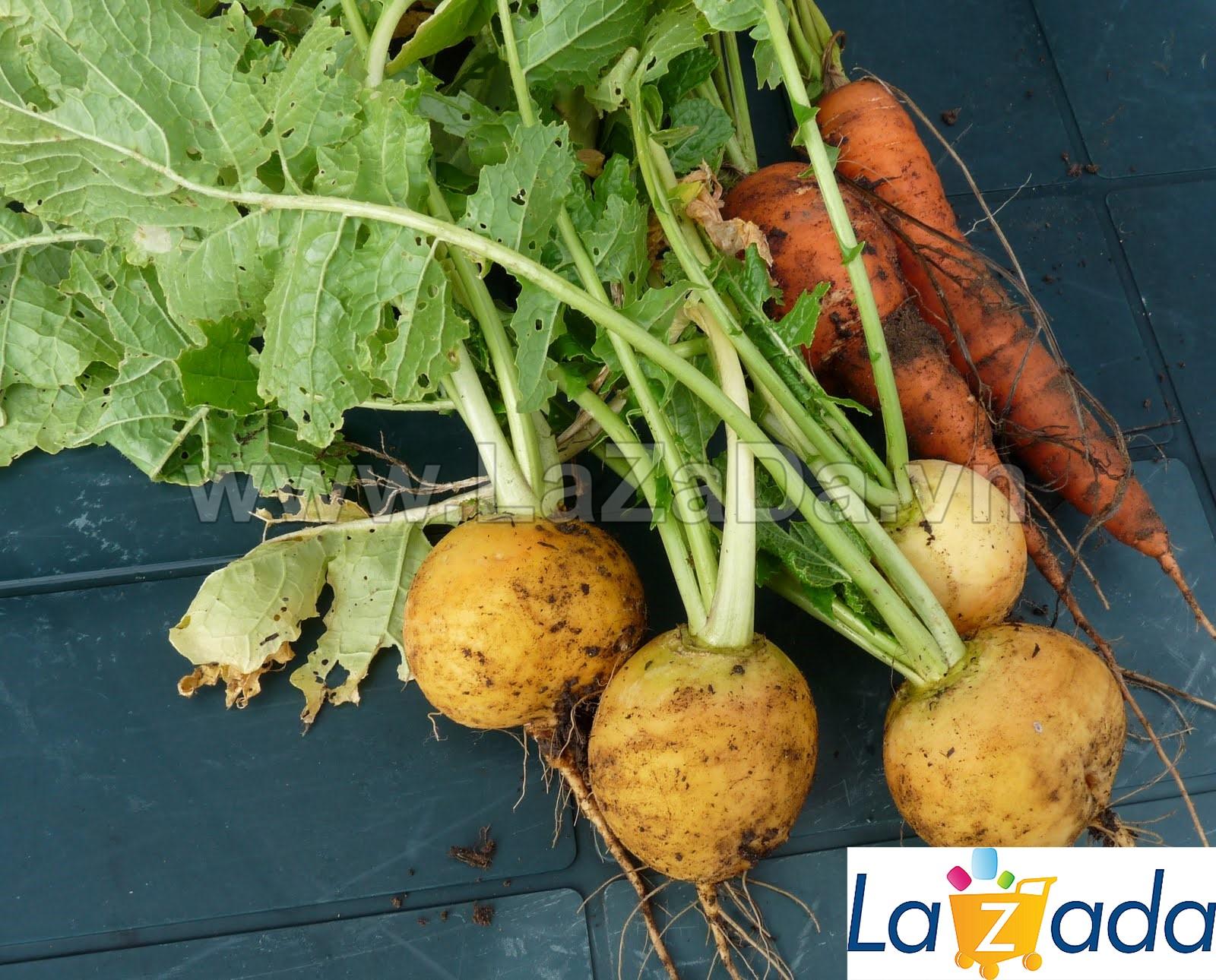 0.5Gr Hạt Giống Củ Cải Turnip Siêu Ngon Golden (A1.103| C30*W64*M684)