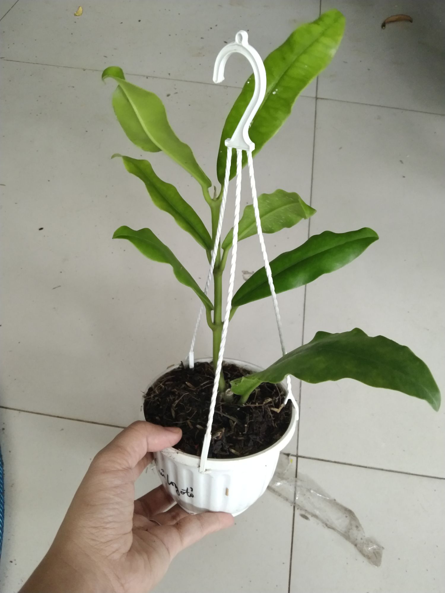 Cẩm củ khủng long đỏ