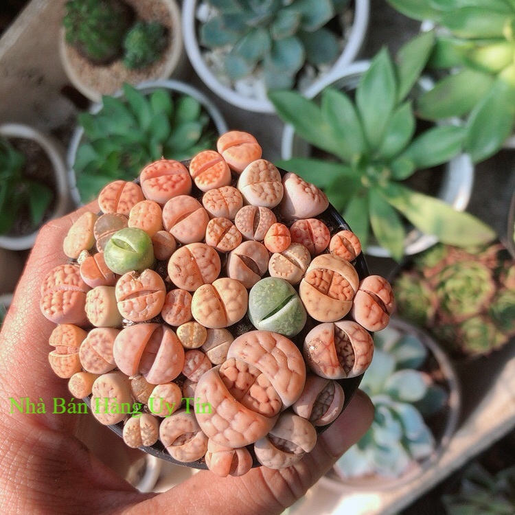 Cây thạch lan -hoa sỏi-thạch lan
