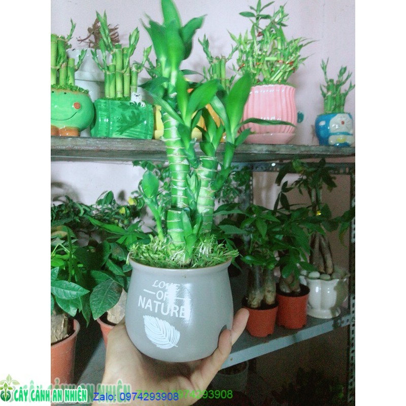 Chậu cây trúc phát tài 3 cây