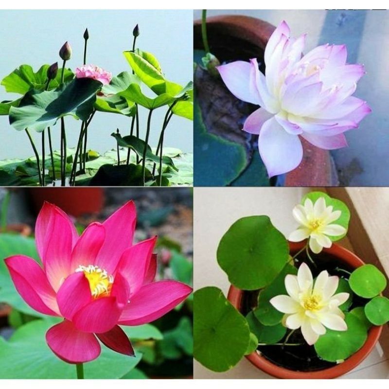Hạt giống sen mini nhiều màu (5 hạt)