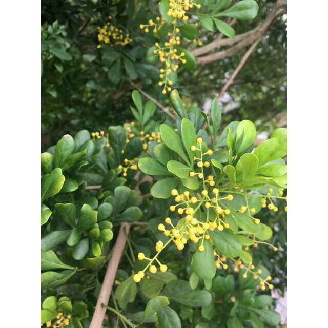 Giá Gốc - Cây ngâu giống rất đẹp