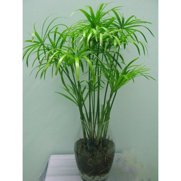Cây thuỷ trúc trồng thuỷ sinh được