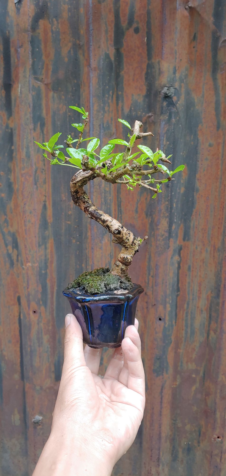 TRÀ PHÚC KIẾN bonsai mini (bùm sụm)