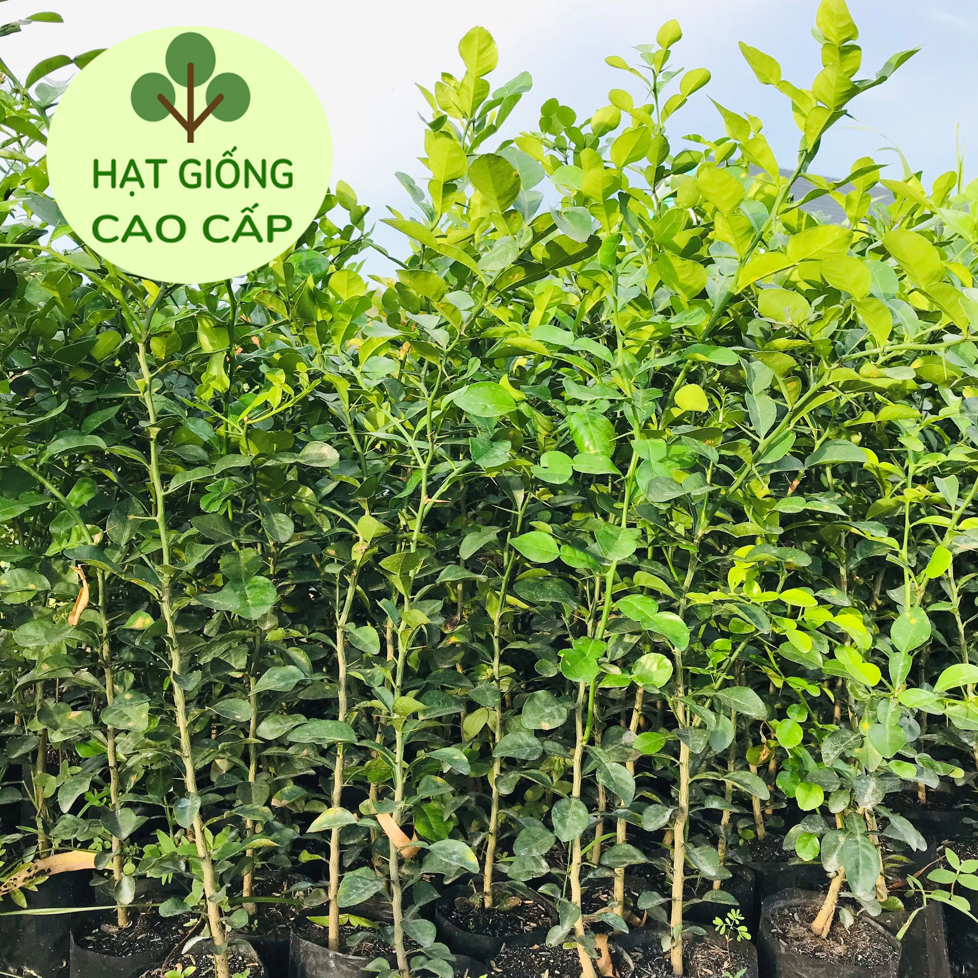 Cây chúc giống 1 năm tuổi cao 40-50cm, cây chanh thái lớn, cây trúc giống