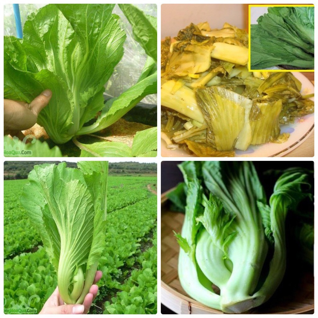 Giống rau cải bẹ dưa hn-70 (20gr)