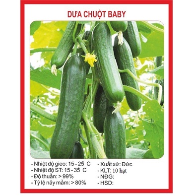 Hạt giống dưa leo baby, siêu quả (gói 10 hạt)