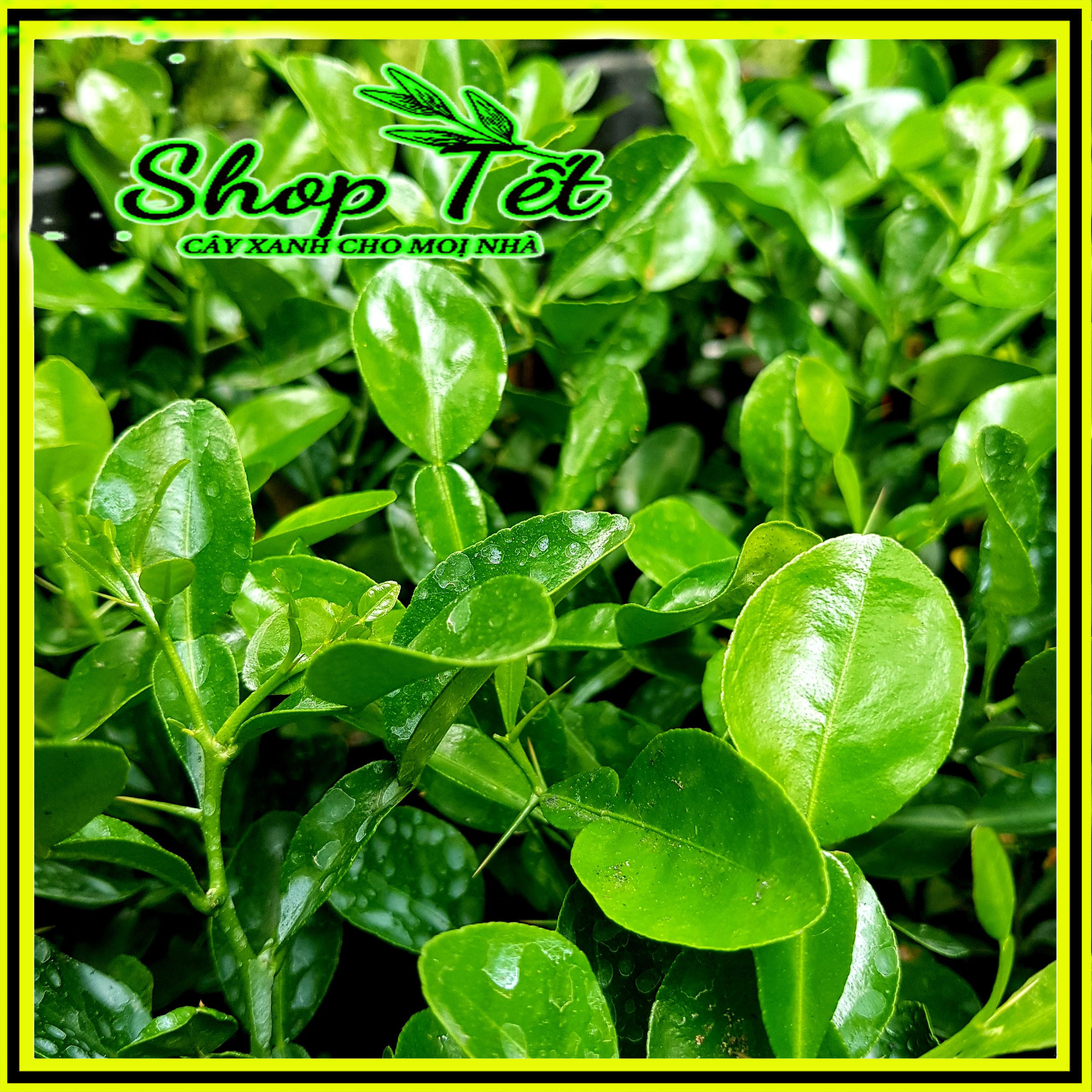 Cây chúc giống, chanh thái, chanh lá số 8, chúc 7 núi 20CM