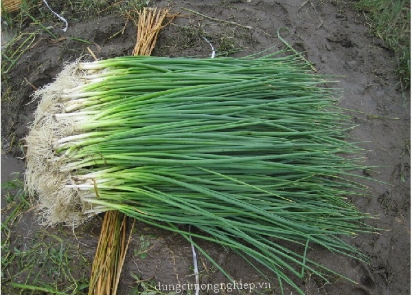 HẠT GIỐNG HÀNH LÁ (SIÊU NẢY MẦM)