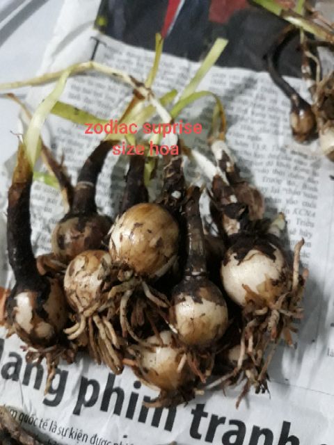 1 Củ Huệ Mưa Hồng (Zodiac Suprise) (Hình Củ 5,6,7,8)