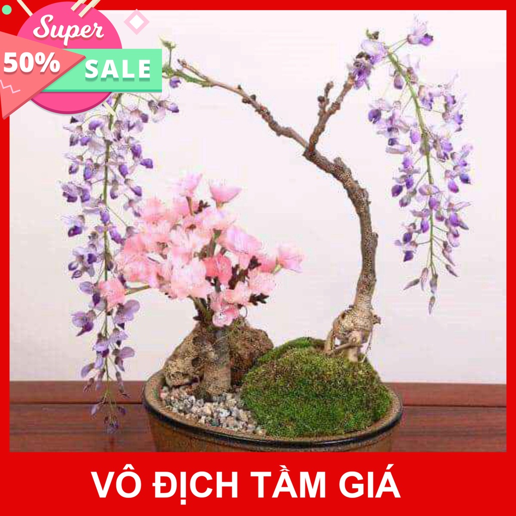 Giống Chuẩn (GIÁ SỈ) CÂY GIỐNG HOA TỬ ĐẰNG