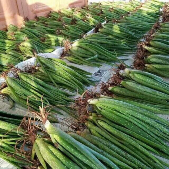 Cây Giống Nha Đam (Combo 5 cây giống)