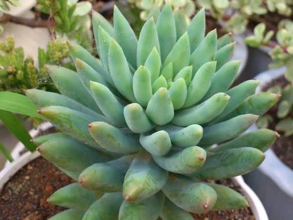 Sen Đá Chuỗi Ngọc Đứng