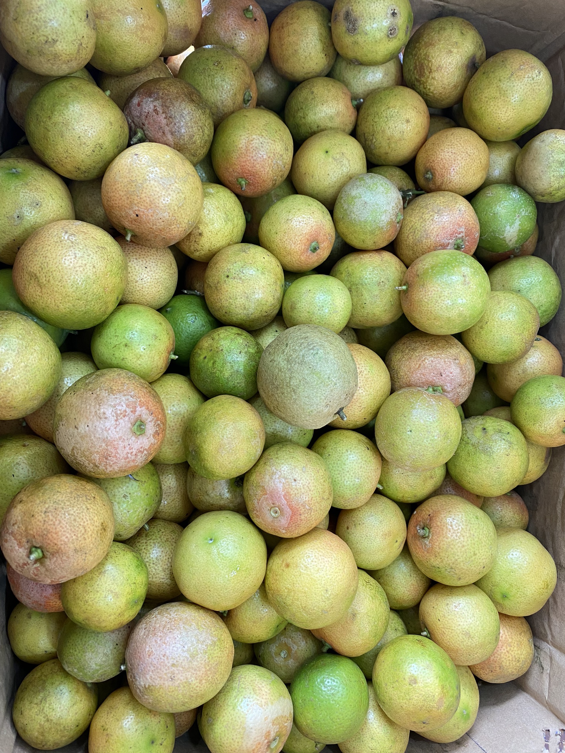 Chanh đào ngâm mật ong hoa cà phê