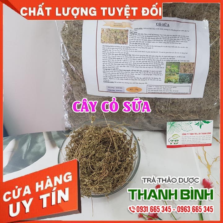 Cây cỏ sữa lá lớn 100g - hàng công ty uy tín chất lượng