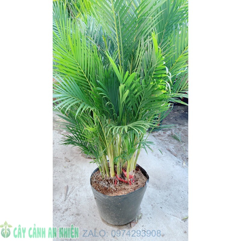 Bụi Cau Thái 80cm