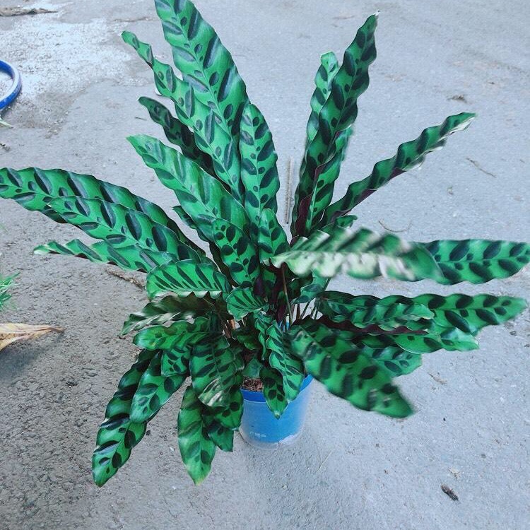 Đuôi Công Phụng Xanh