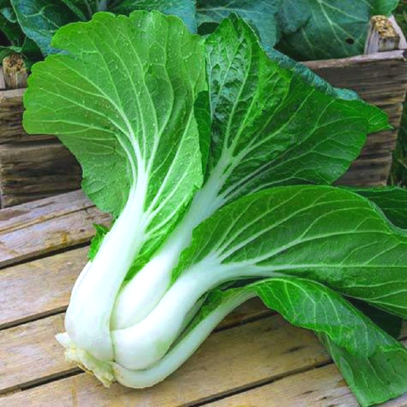 Hạt giống cây cải bẹ trắng gói 20g