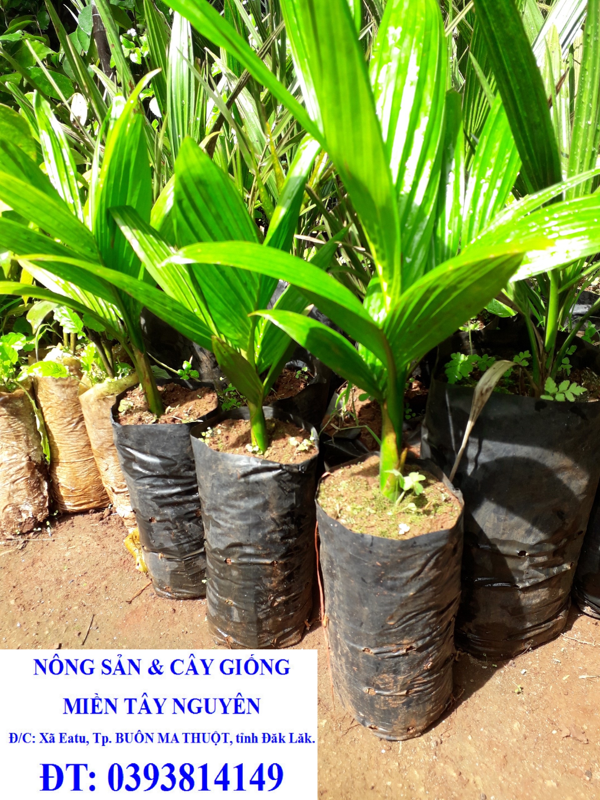 Cây giống cau lùn tứ quý