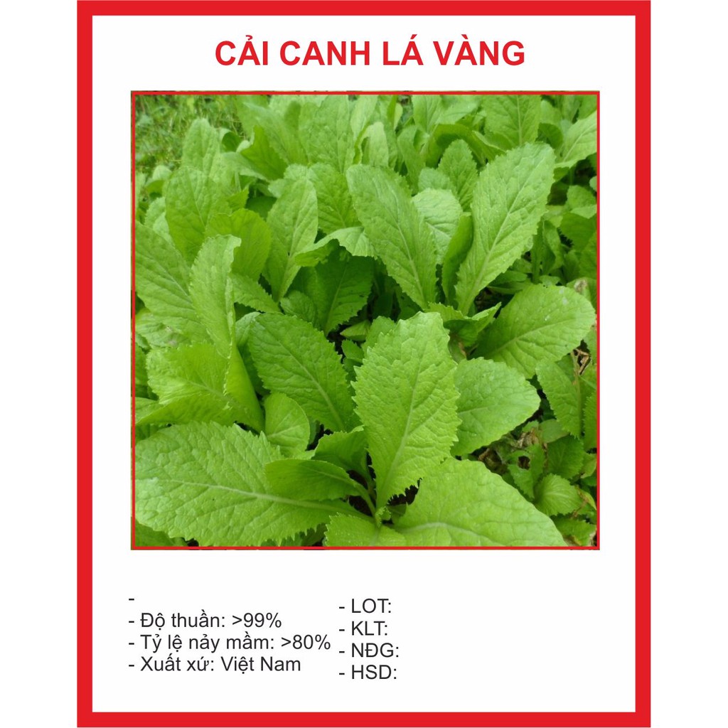 Hạt giống cải canh lá vàng 20gr ~4000 hạt