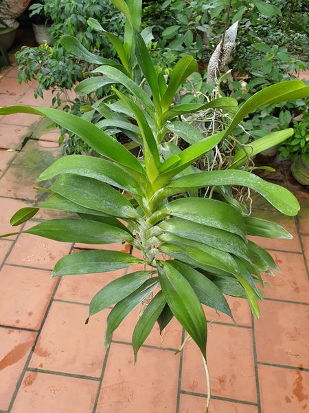 Hoa lan Giáng hương quế nâu