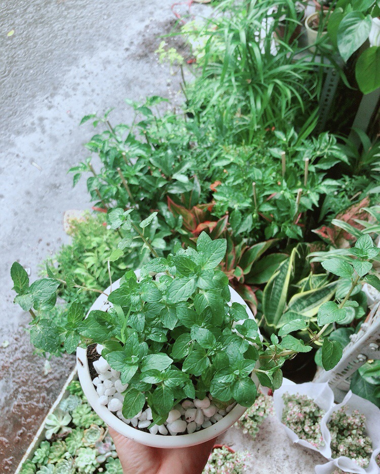 Chậu Cây Bạc Hà Doublemint